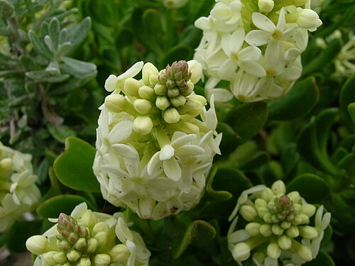 Stackhousia spathulata: Native, cool season, perennial, hairless herb to 50 cm tall. Stems are procumbent to ascending. Leaves are oblanceolate to spathulate, thick, 15–30 mm long and