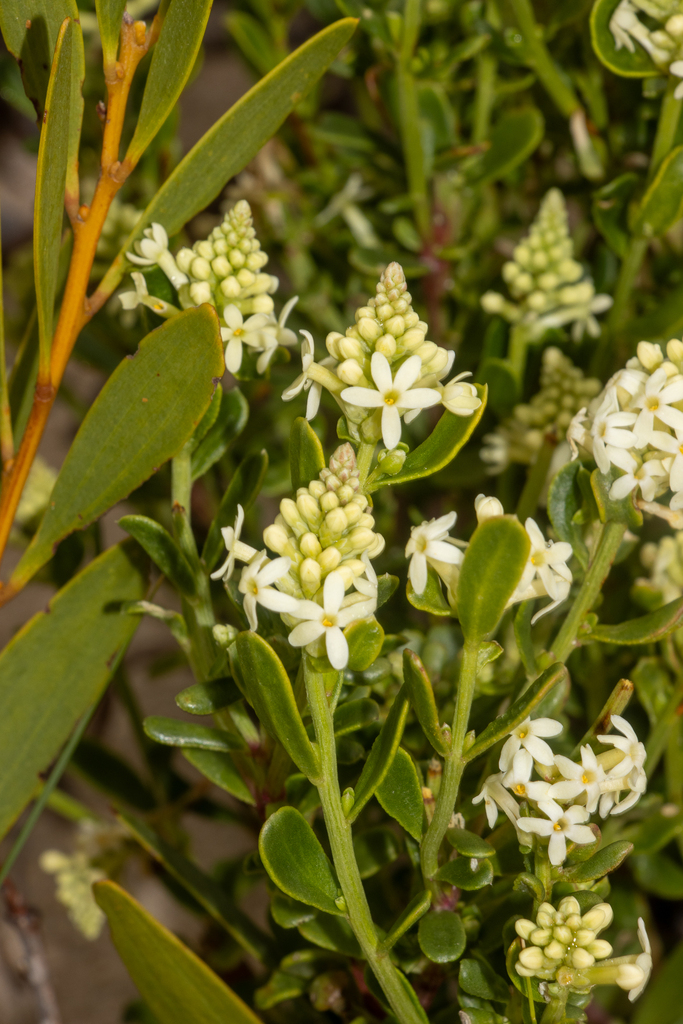 Stackhousia spathulata (Stackhousia spathulata)