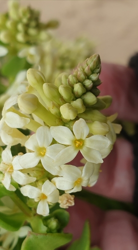 Stackhousia spathulata (Stackhousia spathulata)