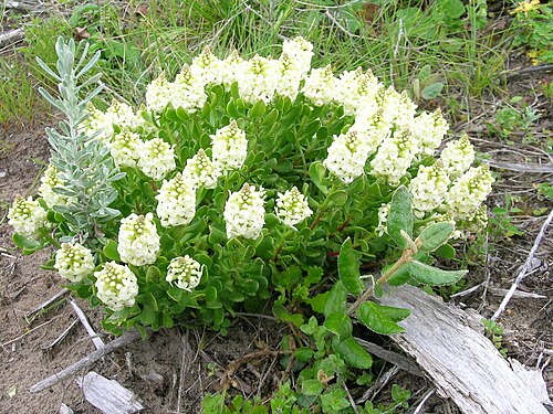Stackhousia spathulata: Native, cool season, perennial, hairless herb to 50 cm tall. Stems are procumbent to ascending. Leaves are oblanceolate to spathulate, thick, 15–30 mm long and