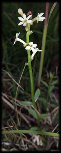 Stackhousia subterranea (Stackhousia subterranea)