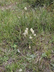 Stackhousia subterranea (Stackhousia subterranea)
