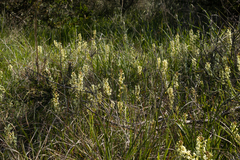 Stackhousia subterranea (Stackhousia subterranea)