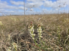 Stackhousia subterranea (Stackhousia subterranea)