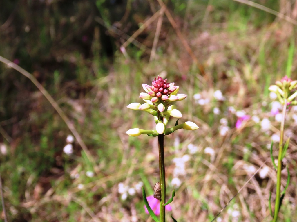 Stackhousia subterranea (Stackhousia subterranea)