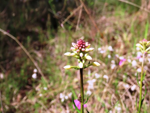 Stackhousia subterranea (Stackhousia subterranea)
