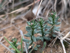 Stackhousia subterranea (Stackhousia subterranea)