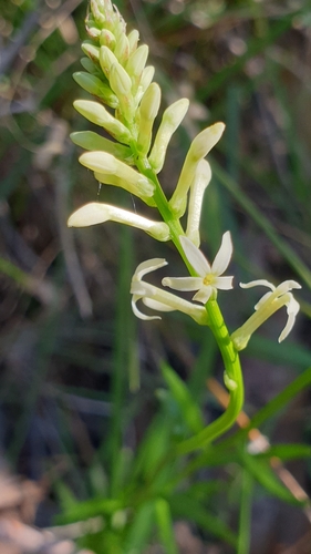 Stackhousia subterranea (Stackhousia subterranea)
