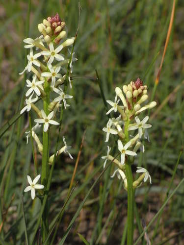 Stackhousia subterranea (Stackhousia subterranea)