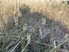 Stackhousia subterranea (Stackhousia subterranea)
