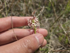 Stackhousia subterranea (Stackhousia subterranea)