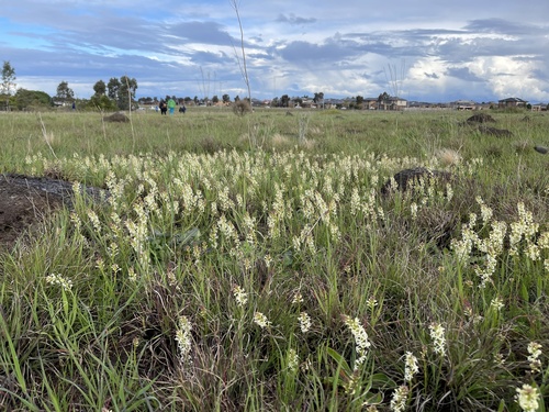 Stackhousia subterranea (Stackhousia subterranea)