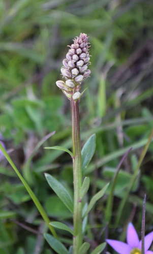 Stackhousia subterranea (Stackhousia subterranea)