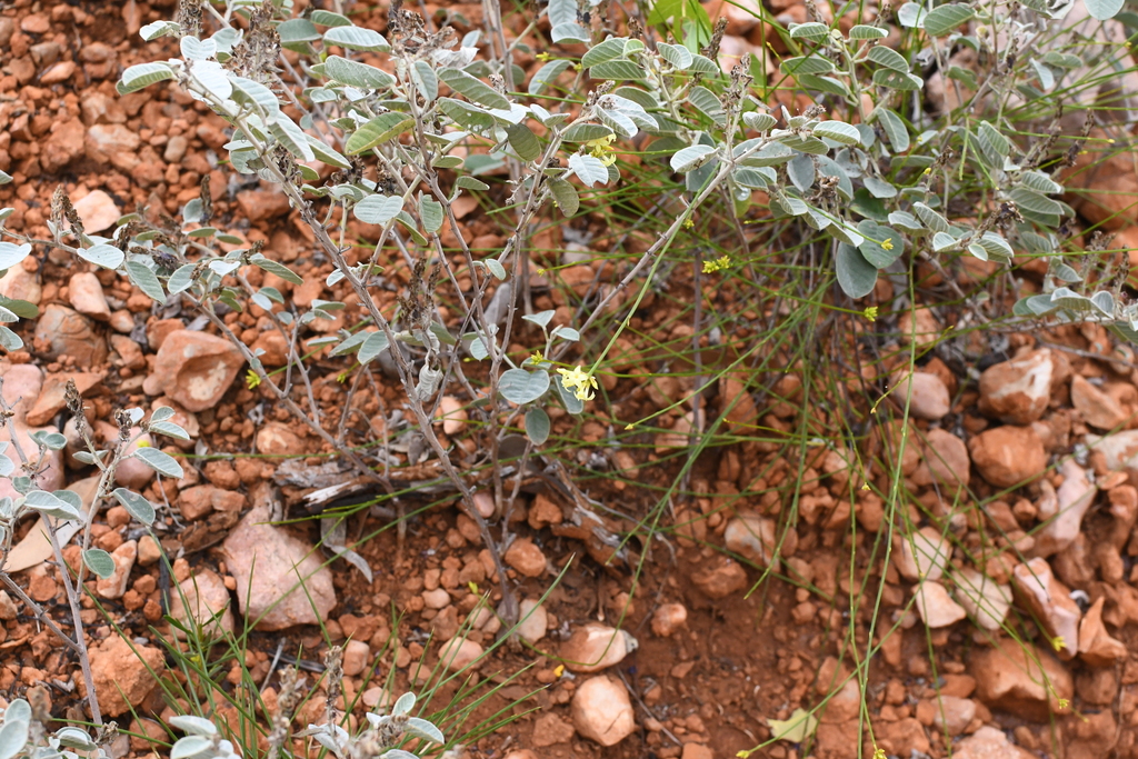 Stackhousia umbellata (Stackhousia umbellata)