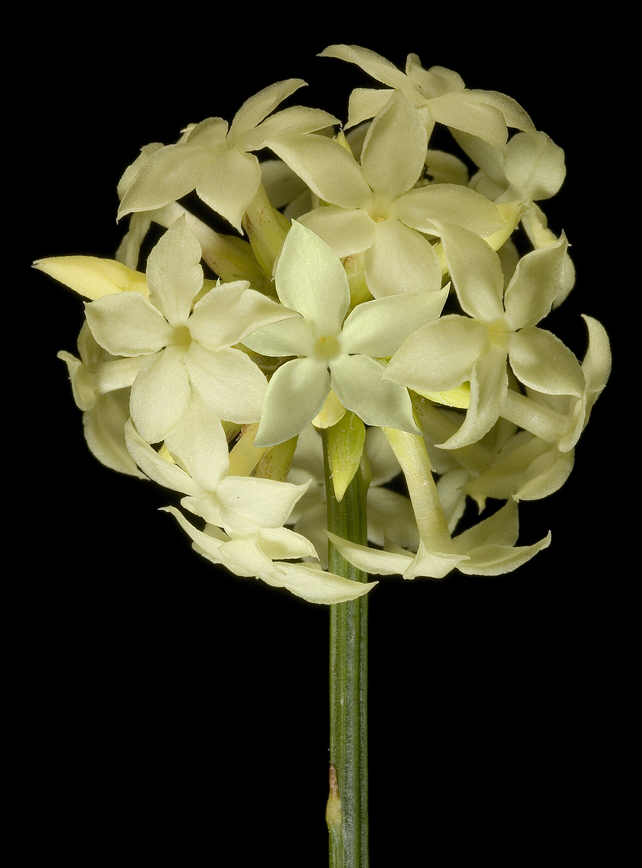 Stackhousia umbellata: KRT3567