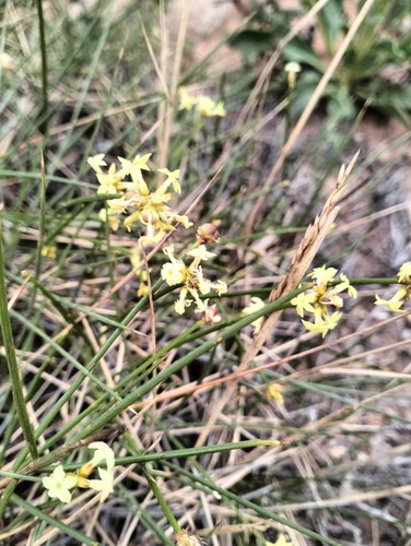 Stackhousia umbellata (Stackhousia umbellata)