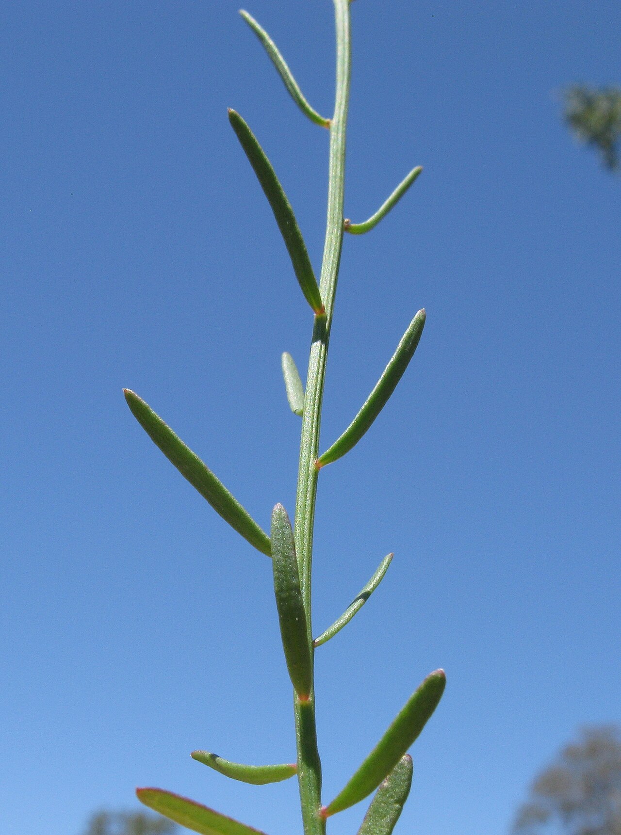Stackhousia viminea: Native, warm season, perennial, hairles herb to 70 cm tall. Stems are erect or ascending, rarely branched above. Leaves are oblanceolate to elliptic, 0.4–4 cm l