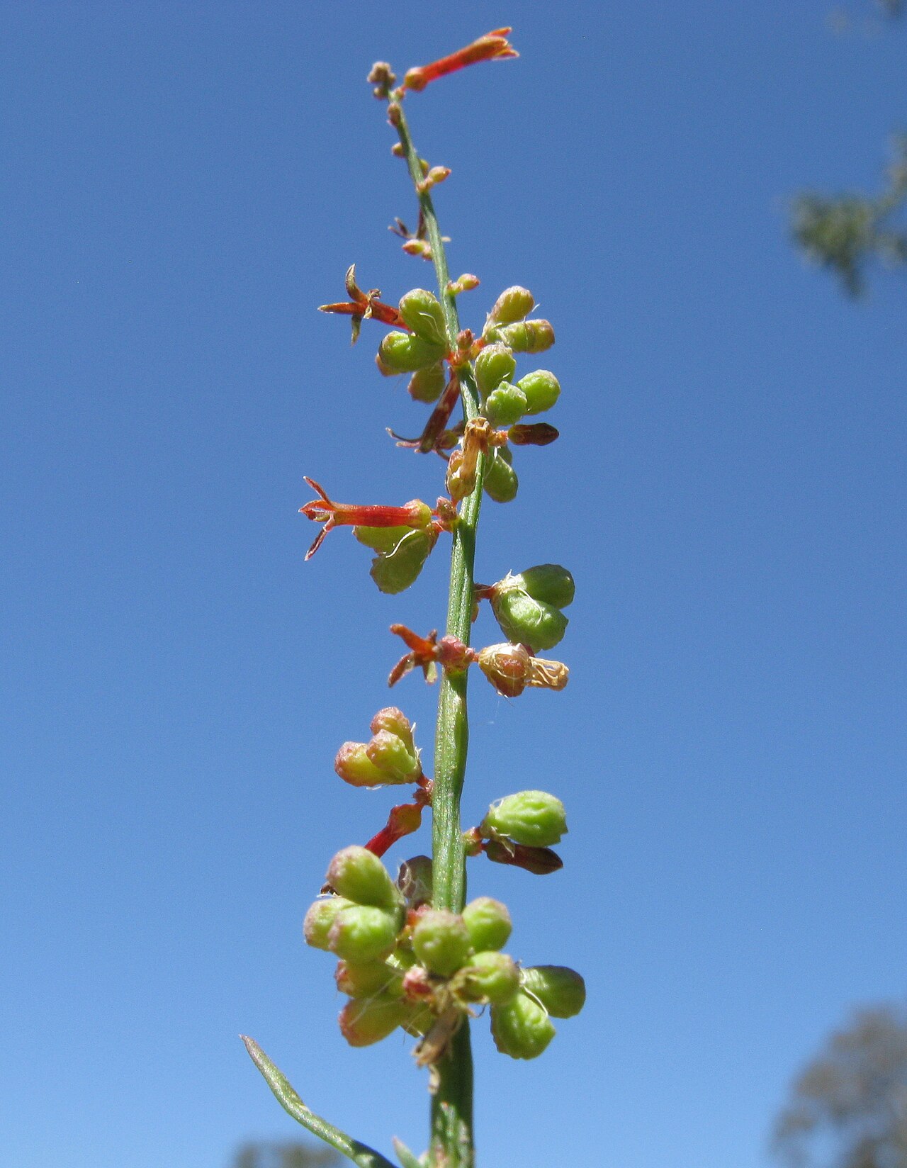 Stackhousia viminea: Native, warm season, perennial, hairles herb to 70 cm tall. Stems are erect or ascending, rarely branched above. Leaves are oblanceolate to elliptic, 0.4–4 cm l