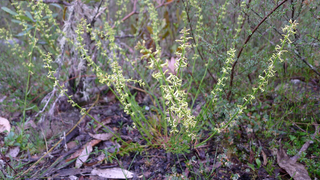Stackhousia viminea: Slender Stackhousia, Stackhousia viminea , grows to about 60 cm. Wog Wog, Morton National Park, NSW Australia, November 2012.