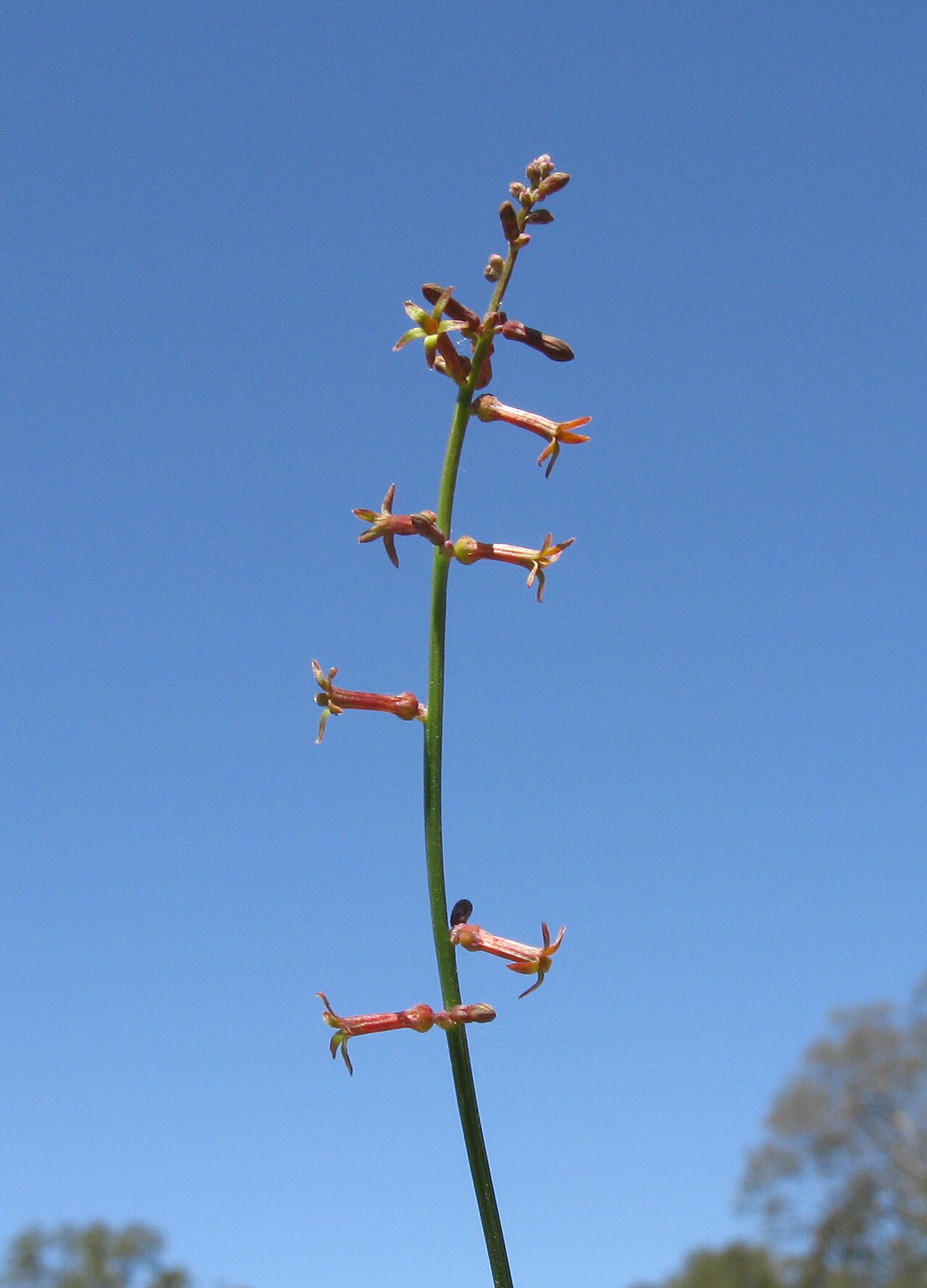 Stackhousia viminea: Native, warm season, perennial, hairles herb to 70 cm tall. Stems are erect or ascending, rarely branched above. Leaves are oblanceolate to elliptic, 0.4–4 cm l