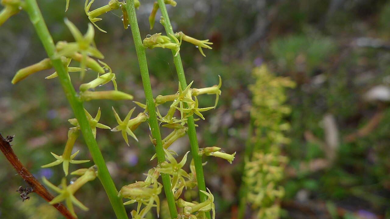 Stackhousia viminea: Slender Stackhousia, Stackhousia viminea , flowers are yellow to green with a little red on the outside. Wog Wog, Morton National Park, NSW Australia, November