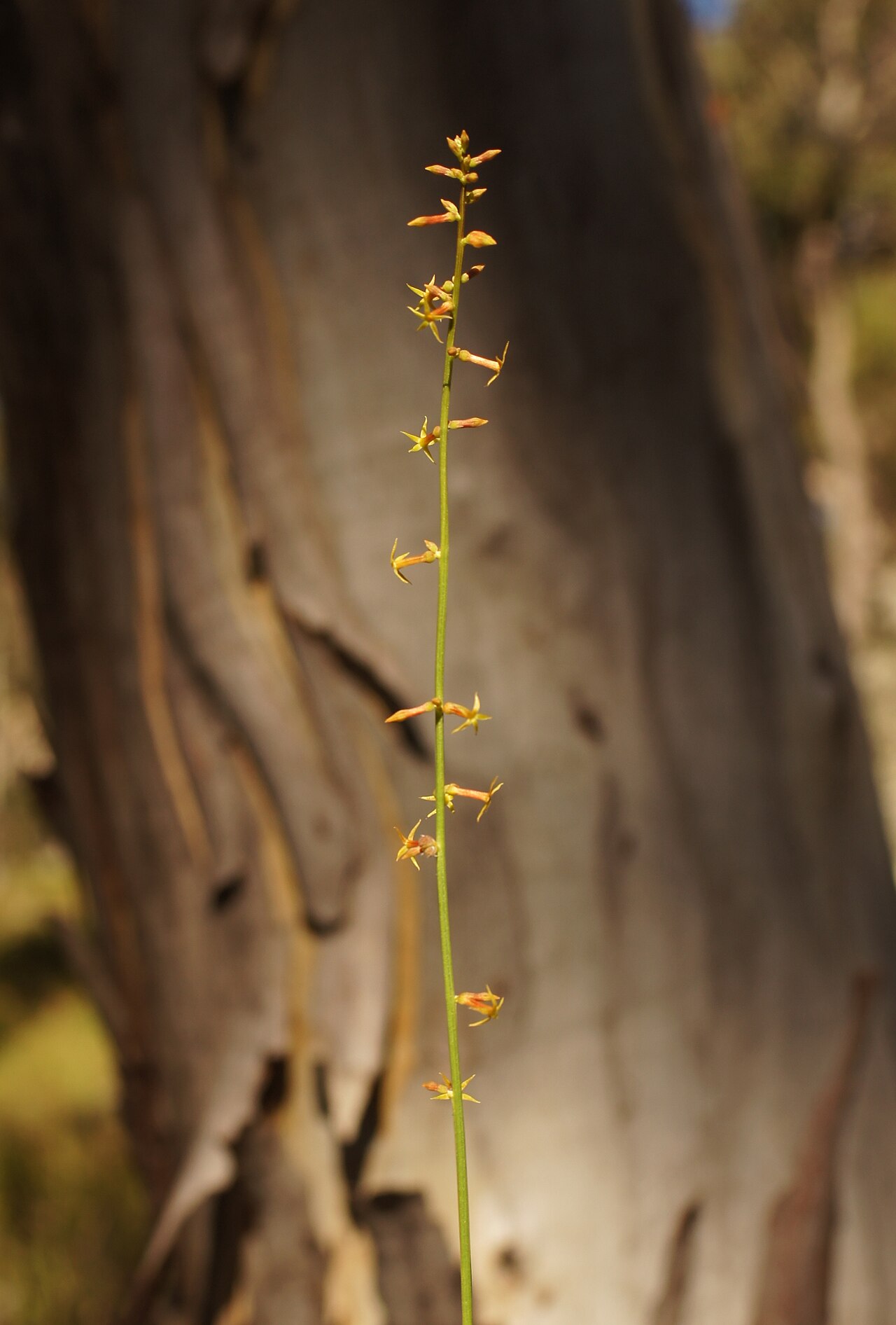 Stackhousia viminea: Native, warm season, perennial, hairles herb to 70 cm tall. Stems are erect or ascending, rarely branched above. Leaves are oblanceolate to elliptic, 0.4–4 cm l