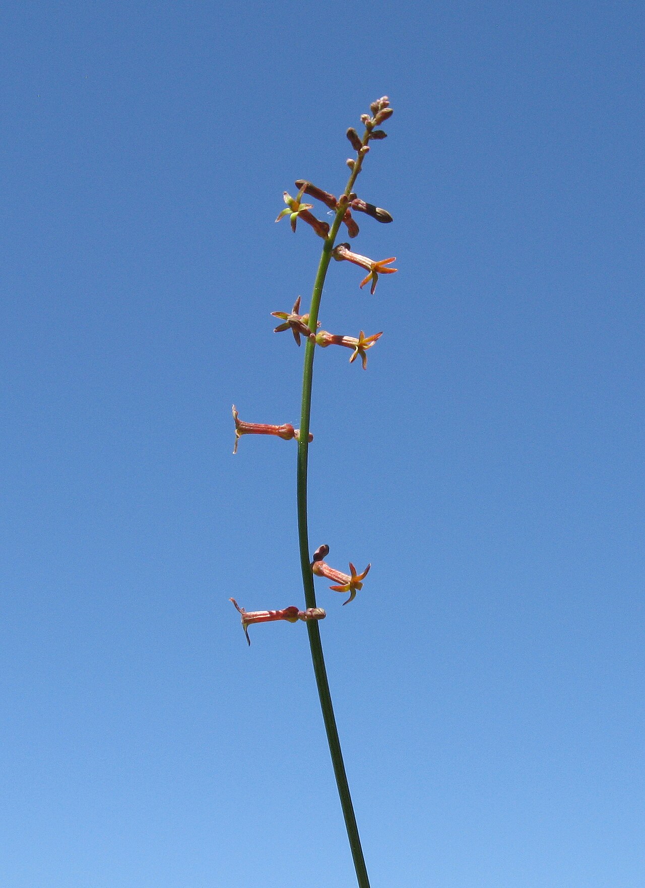 Stackhousia viminea: Native, warm season, perennial, hairles herb to 70 cm tall. Stems are erect or ascending, rarely branched above. Leaves are oblanceolate to elliptic, 0.4–4 cm l