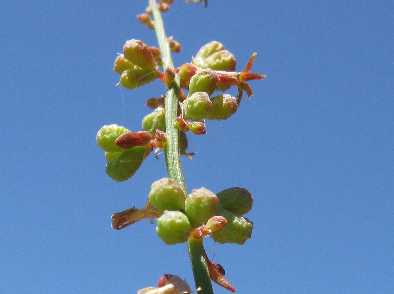 Stackhousia viminea: Native, warm season, perennial, hairles herb to 70 cm tall. Stems are erect or ascending, rarely branched above. Leaves are oblanceolate to elliptic, 0.4–4 cm l