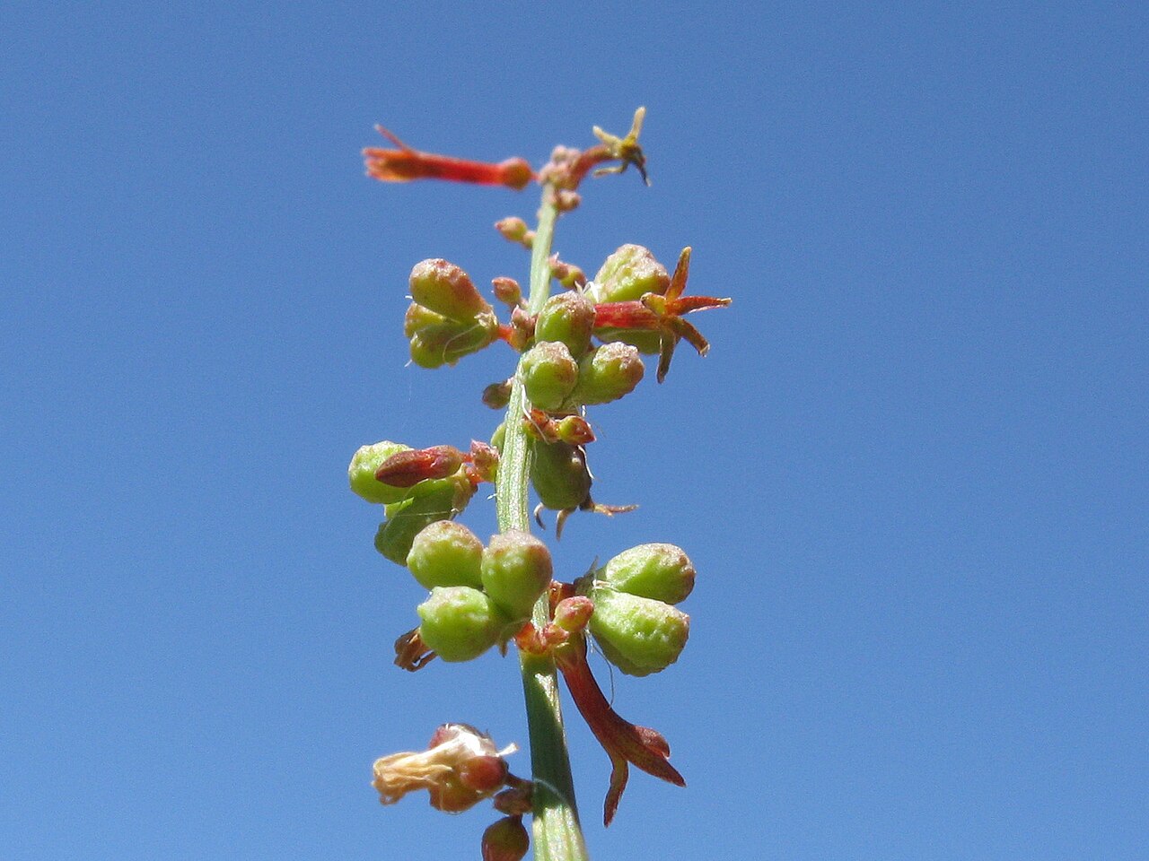 Stackhousia viminea: Native, warm season, perennial, hairles herb to 70 cm tall. Stems are erect or ascending, rarely branched above. Leaves are oblanceolate to elliptic, 0.4–4 cm l