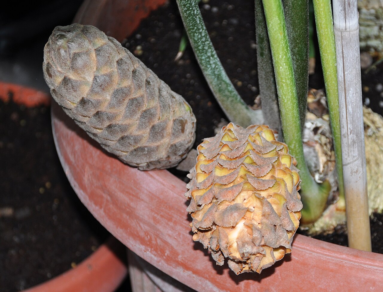 Natal grass cycad: Female cones of Stangeria eriopus , plant cultivated in Wrocław University Botanical Garden, Wrocław, Poland.