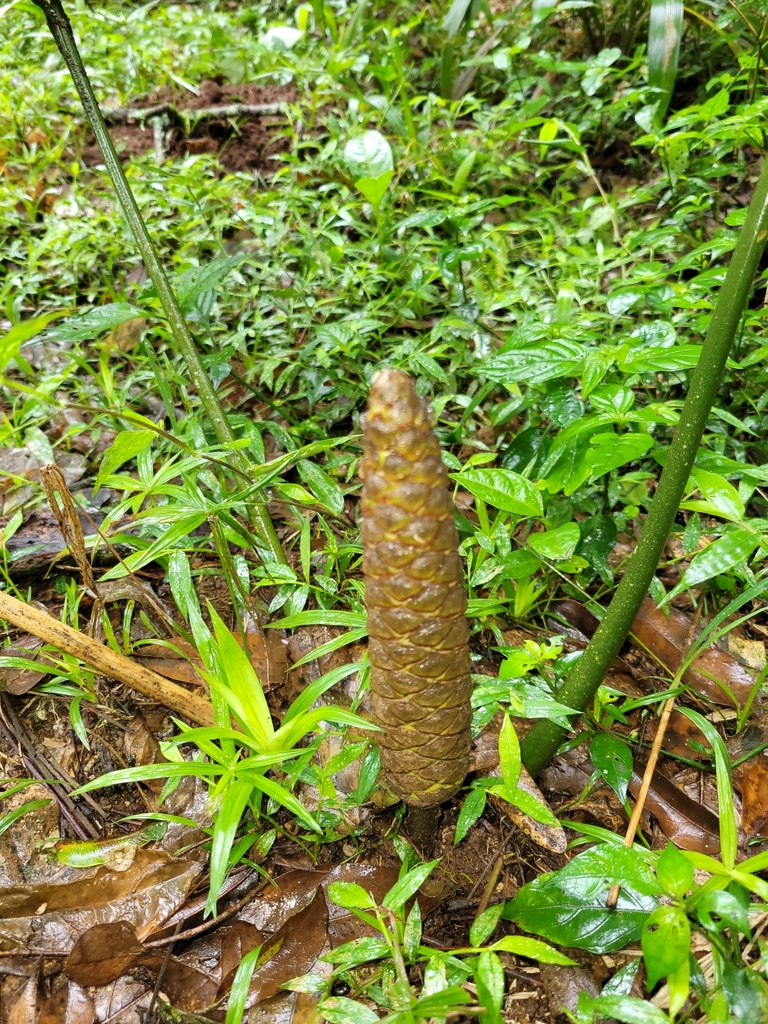 Natal grass cycad (Stangeria eriopus)