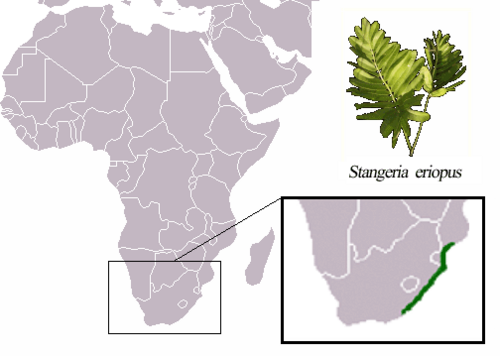 Natal grass cycad (Stangeria eriopus)