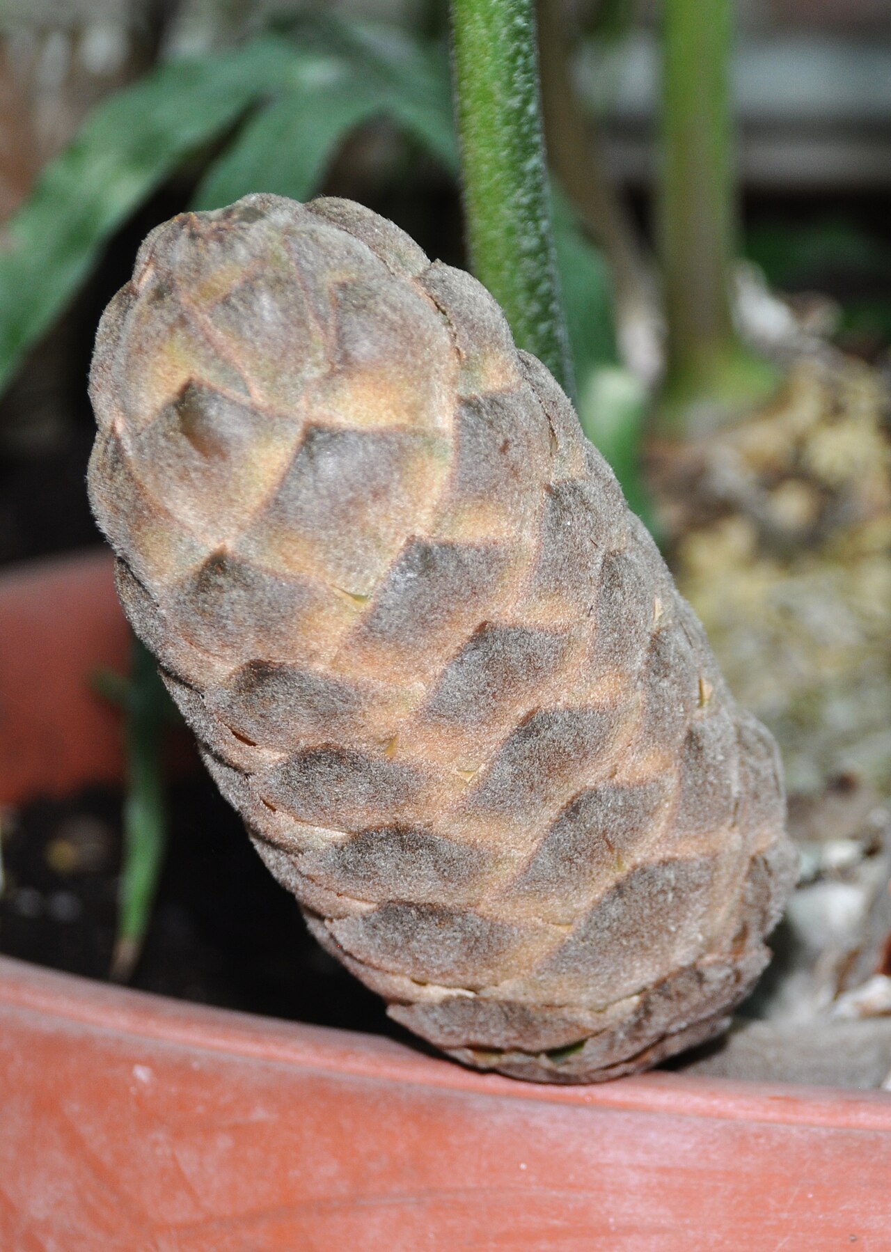 Natal grass cycad: Female cones of Stangeria eriopus , plant cultivated in Wrocław University Botanical Garden, Wrocław, Poland.