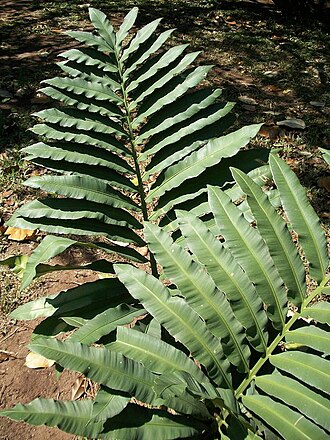 Natal grass cycad: Stangeria eriopus at the Durban Botanic Gardens , South Africa