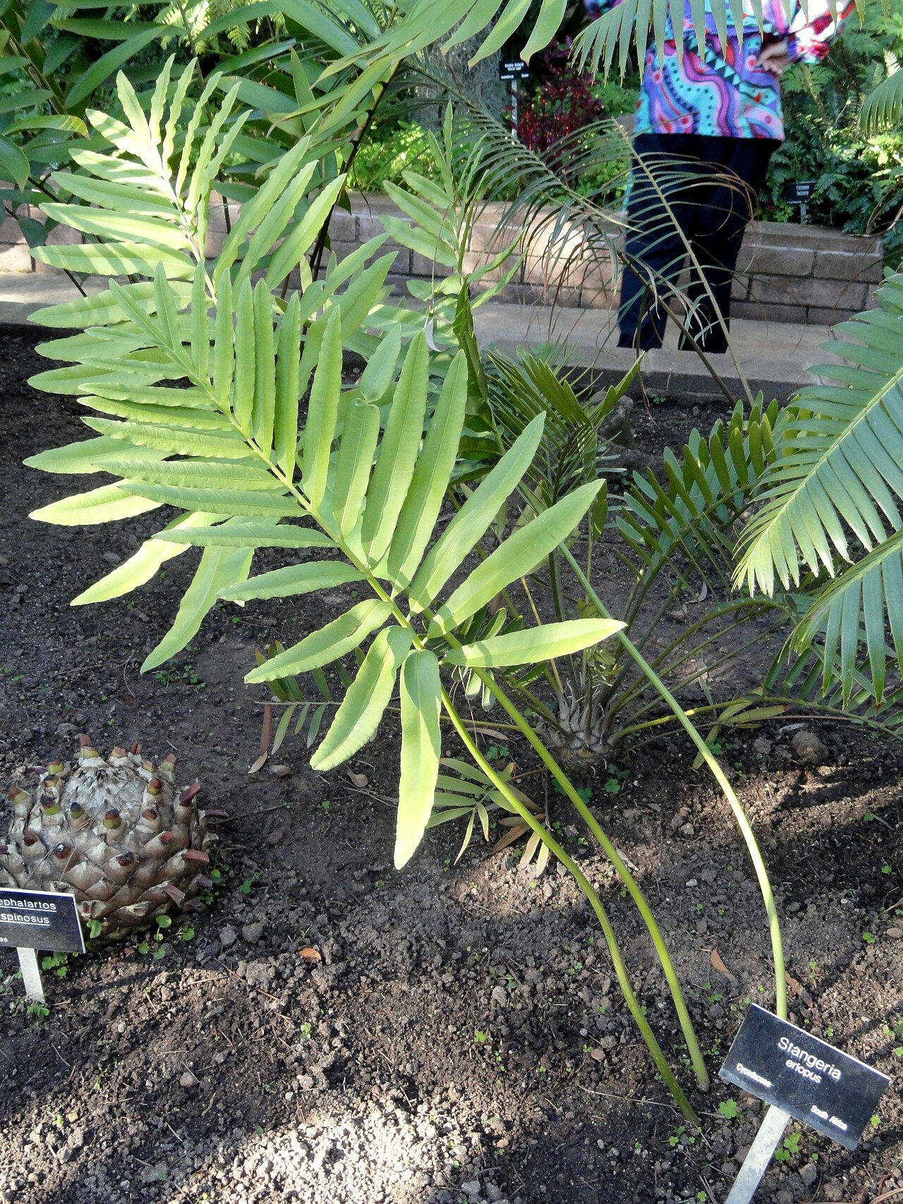 Natal grass cycad: Botanical specimen in the Balboa Park Botanical Building, Balboa Park, San Diego, California, USA.