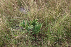 Natal grass cycad (Stangeria eriopus)