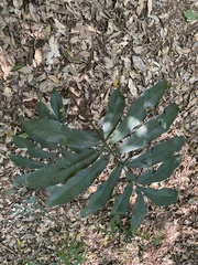 Natal grass cycad (Stangeria eriopus)