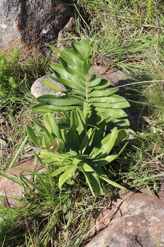Natal grass cycad (Stangeria eriopus)