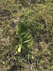 Natal grass cycad (Stangeria eriopus)