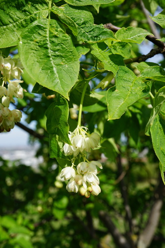 Bladdernut (Staphylea pinnata)