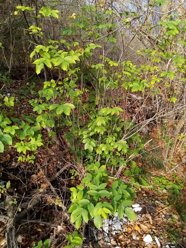 Bladdernut (Staphylea pinnata)