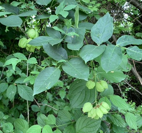 Bladdernut (Staphylea pinnata)