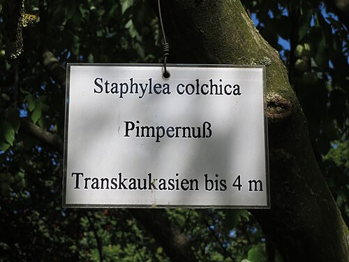 Bladdernut: Gemeine Pimpernuss ( Staphylea pinnata ) im Adenauerpark