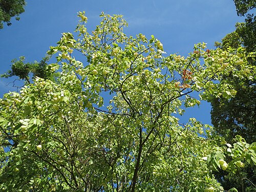 Bladdernut: Gemeine Pimpernuss ( Staphylea pinnata ) im Adenauerpark
