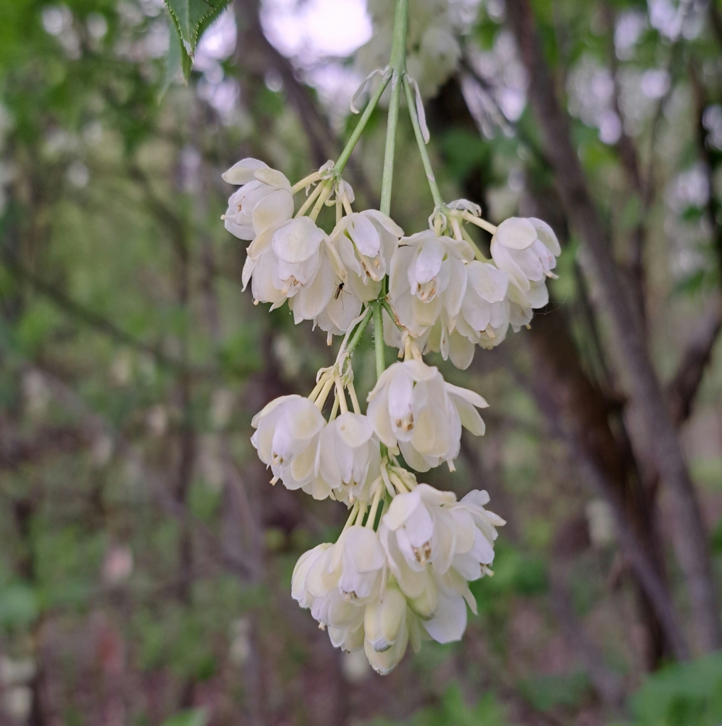 Bladdernut (Staphylea pinnata)