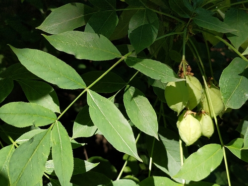 Bladdernut (Staphylea pinnata)