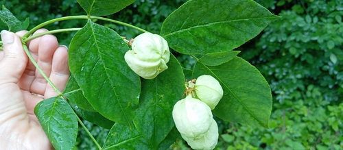 Bladdernut (Staphylea pinnata)