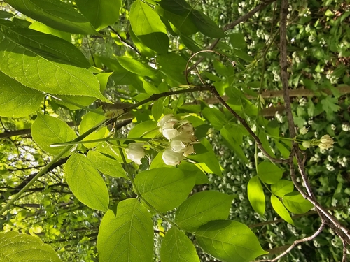 Bladdernut (Staphylea pinnata)