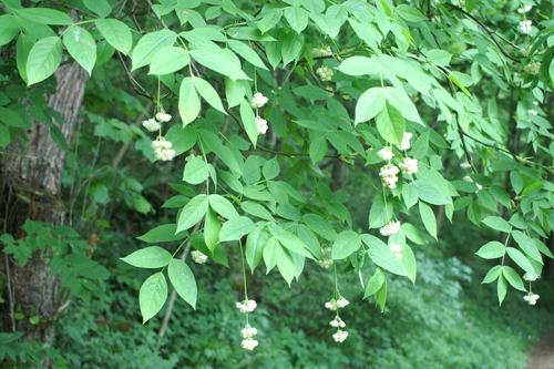 Bladdernut (Staphylea pinnata)