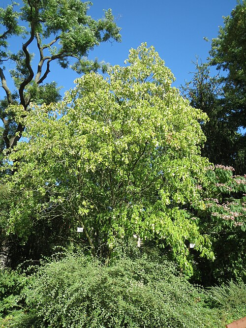 Bladdernut: Gemeine Pimpernuss ( Staphylea pinnata ) im Adenauerpark